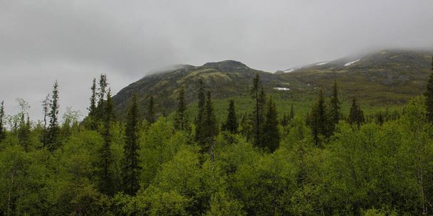 Cloudy day in the north of Russia. High fir trees reach for the sky.  Green forest is located at the bottom of the mountain. Fog covers the peaks of the mountains. - Фото, изображение