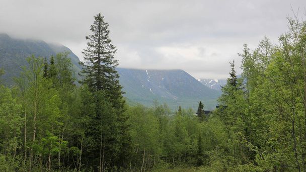 Green forest on a cloudy summer day.  High fir tree rises above the deciduous trees. Gray clouds cover the mountain tops. Beautiful landscape in the north of Russia. - Fotó, kép