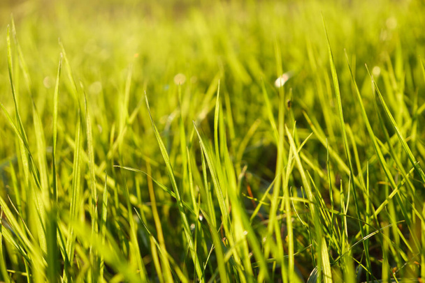 Natural green eco sunny background with grass and light spots. Wallpaper close-up view on the fresh green grass in the sunny morning. - Photo, Image