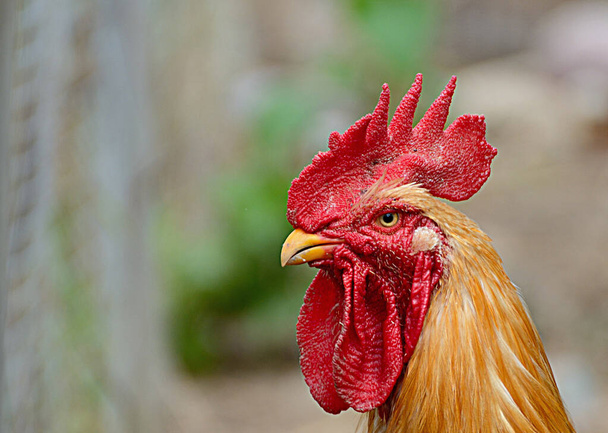 Close up of bantam Head with blurred background - Photo, Image