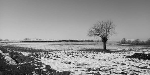 Panorama della campagna innevata con albero solitario - Foto, Bild