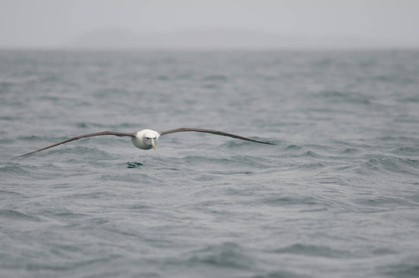 Albatros de capa blanca Thalassarche cauta steadi. - Foto, Imagen
