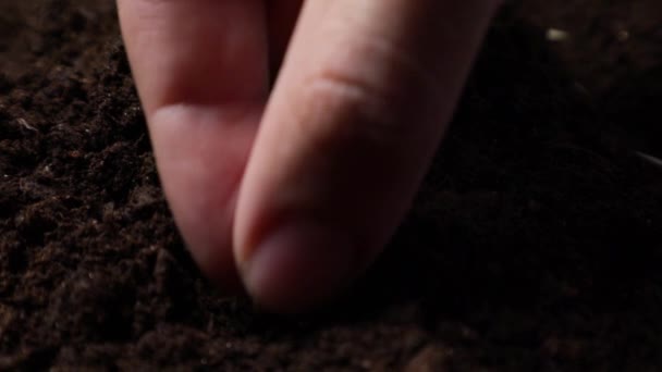 Uborka magokat ültető gazda kezek a tavaszi kertben. - Felvétel, videó