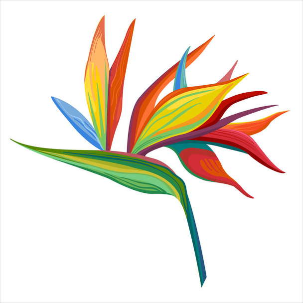 Vector illustration strelizua flower. Colored flat, cartoon styl on white background. - Vector, Image