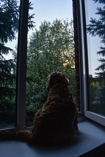 Собака смотрит в окно на закате - Фото, изображение