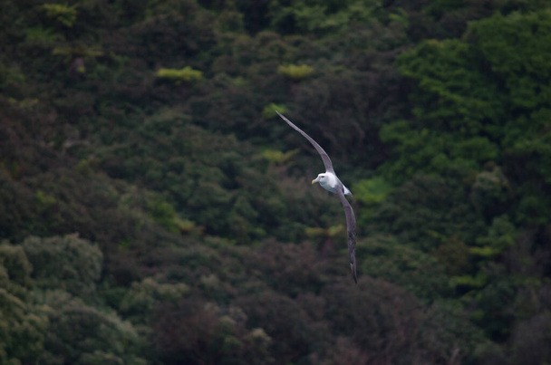 Fehér sapkás albatrosz Thalassarche cauta steadi. - Fotó, kép