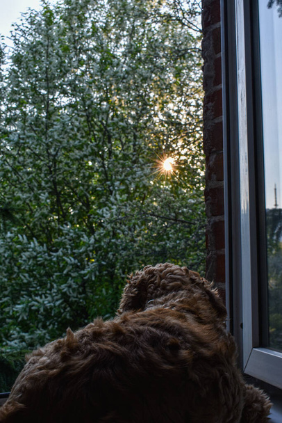 Cão olha pela janela ao pôr do sol - Foto, Imagem