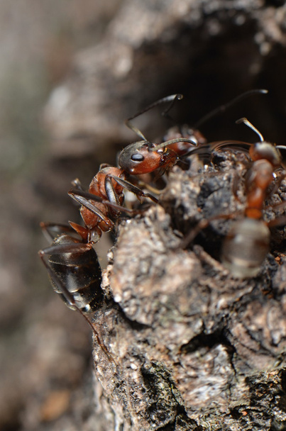hormigas en la naturaleza
 - Foto, imagen