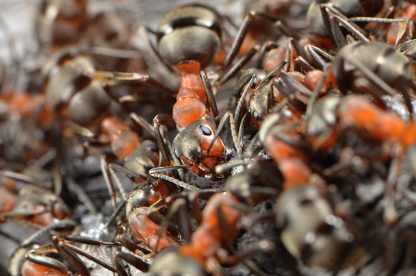 hormigas en la naturaleza
 - Foto, Imagen