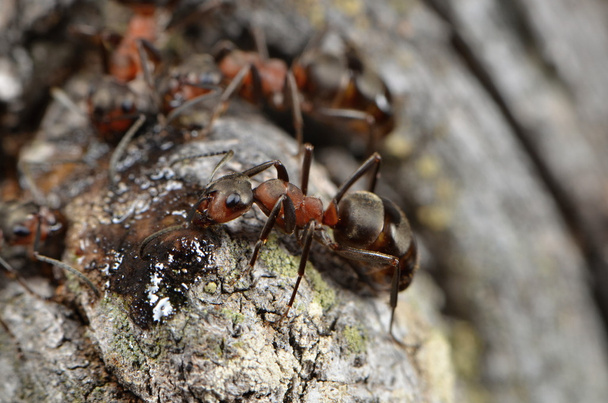 muurahaiset luonteeltaan
 - Valokuva, kuva
