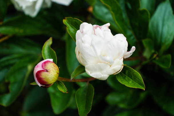 O leite Branco pentecost Rose Paeonia lactiflora - Foto, Imagem