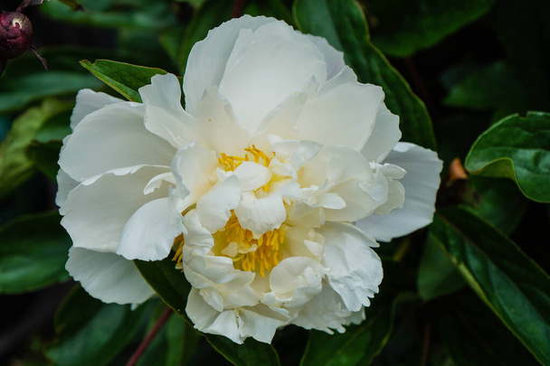 Mleko Białe Pięćdziesiątnice Rose Paeonia lactiflora - Zdjęcie, obraz