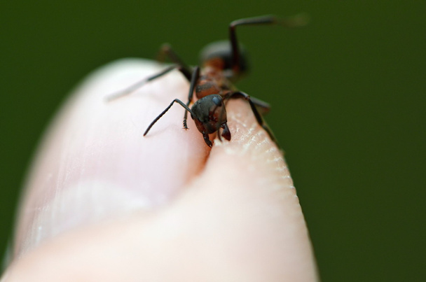 mrówki w przyrodzie - Zdjęcie, obraz
