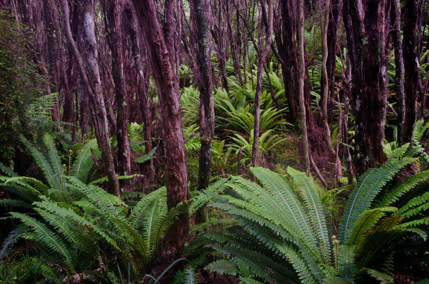 Selva tropical con helechos de corona. - Foto, imagen
