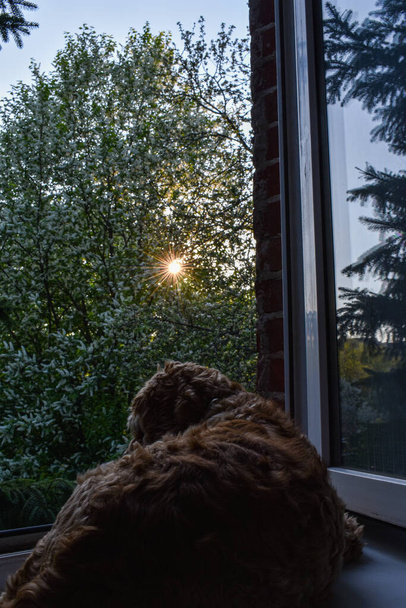 Gün batımında köpek pencereden dışarı bakar. - Fotoğraf, Görsel
