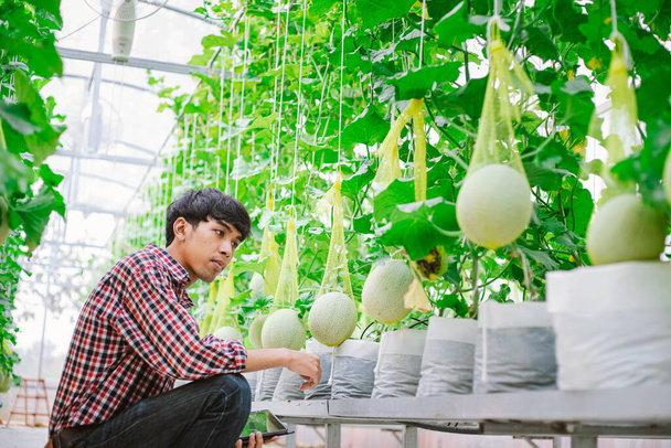 L'agricoltore sta controllando la qualità del melone presso l'allevamento di meloni in una casa di plastica  - Foto, immagini