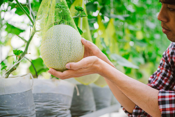 Rolnik trzymający melona na farmie melonów w plastikowym domu   - Zdjęcie, obraz