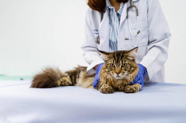 Giovane veterinario esaminando gatto sul tavolo in clinica veterinaria - Foto, immagini