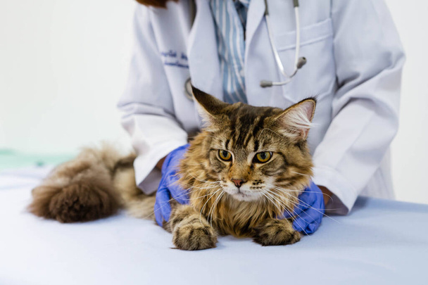 Junge Tierärztin untersucht Katze auf Tisch in Tierklinik - Foto, Bild