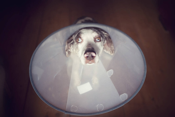 Луїзіана Леопард собака з e-коміром, домашнім конусом, коміром безпеки, після операції сидячи на дерев'яній підлозі і виглядає дуже сумним. Сумний пес з красивими очима. - Фото, зображення