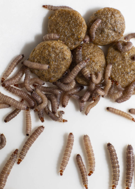 Μικρά σκουλήκια που βρίσκονται σε ξηρά τροφή για σκύλους / Kibble μήκους περίπου 1cm - Φωτογραφία, εικόνα