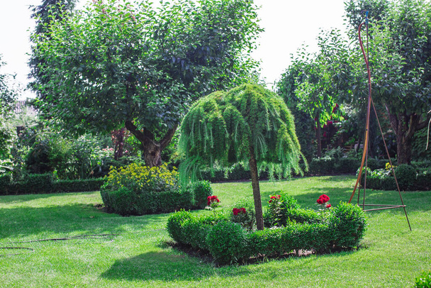                               Jardín muy bonito en verano       - Foto, Imagen