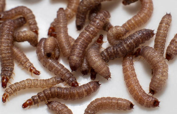 Pequeños gusanos que se encuentran en la comida seca para perros / Kibble que mide aproximadamente 1 cm de longitud - Foto, Imagen