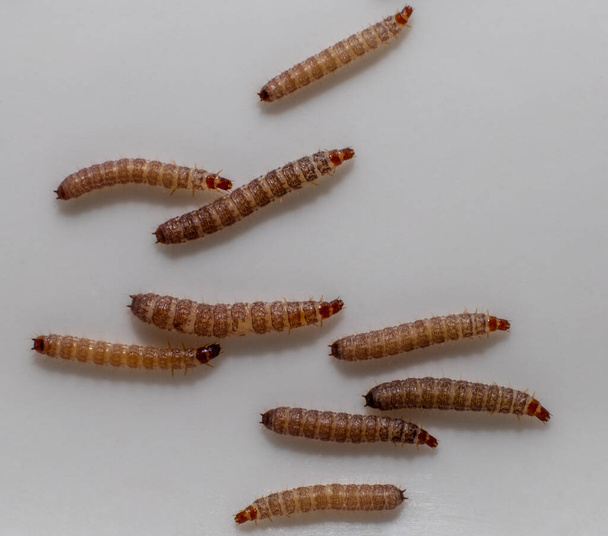 Pequenos vermes encontrados em alimentos para cães secos / Kibble medindo cerca de 1 cm de comprimento - Foto, Imagem