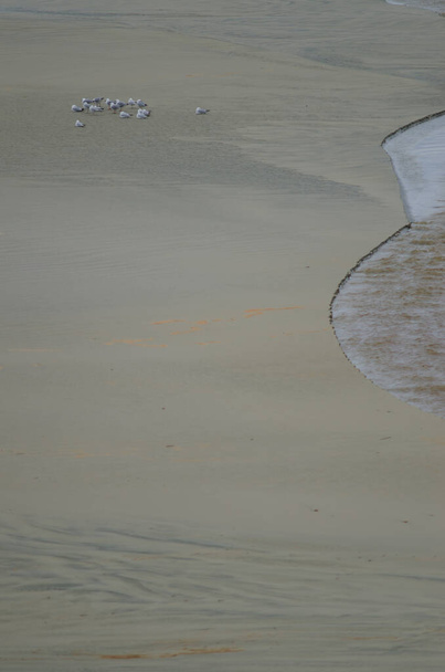Rotschnabelmöwen ruhen sich am Strand aus. - Foto, Bild