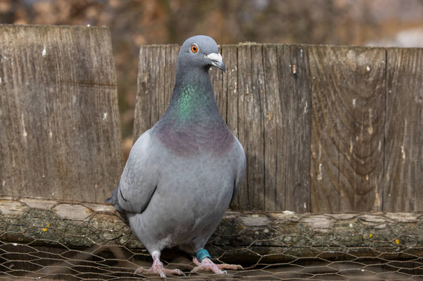 Pigeon standing on a mesh in front of a wooden fence. Homing pigeon, racing pigeon or domestic messenger pigeon. - Photo, Image