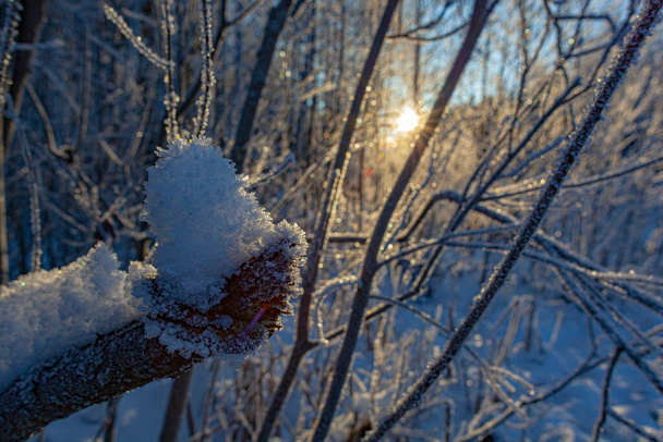 Frost on tree branches in winter forest and snow - Photo, Image