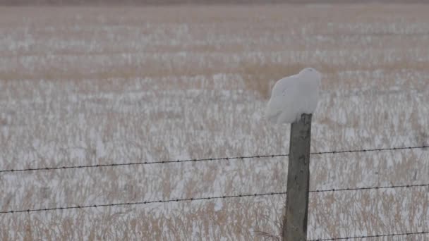 Χιονάτη κουκουβάγια στην αγροτική Αλμπέρτα - Πλάνα, βίντεο