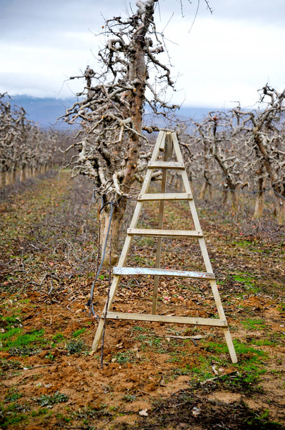 winter season. wooden ladder to pruning apple trees in an orchard. - Photo, Image