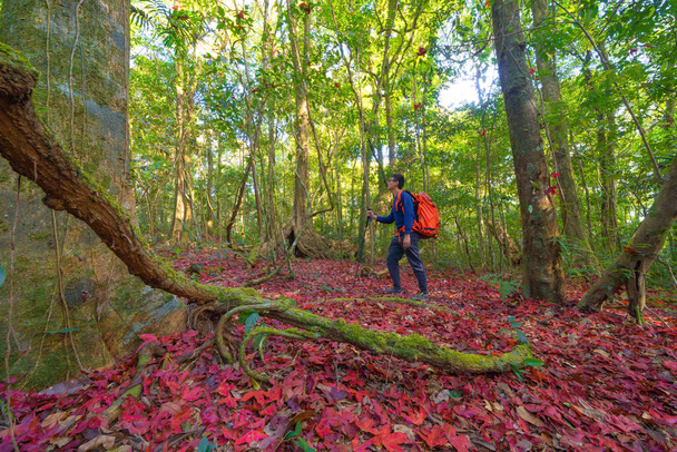 An Asian tourist, backpacker trekking on trail, traveling through a forest with red maple trees in autumn season. Mountain hill outdoor landscape background. Adventure lifestyle. - Foto, afbeelding