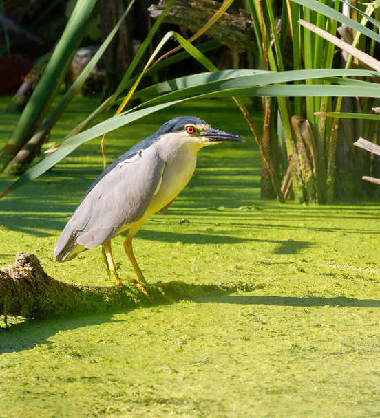 Black-crowned night heron, Nycticorax nycticorax. The bird sits on an old branch above the pond, waiting for prey - Foto, imagen