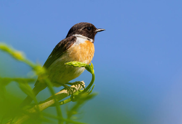 European stonechat, Saxicola rubicola. The bird sits on a branch against the blue sky - Photo, Image