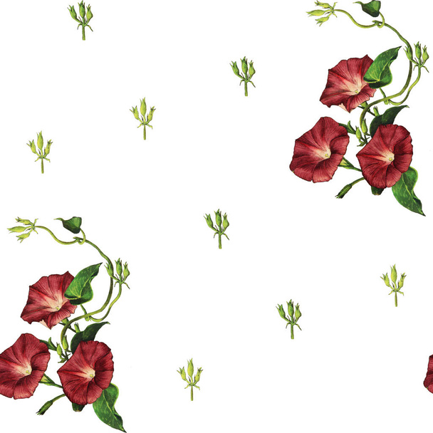 Izolowany bezszwowy wzór składający się z kwiatów, liści, łodyg i pąków akwareli rysunek bordowy chwasty na białym tle - Zdjęcie, obraz
