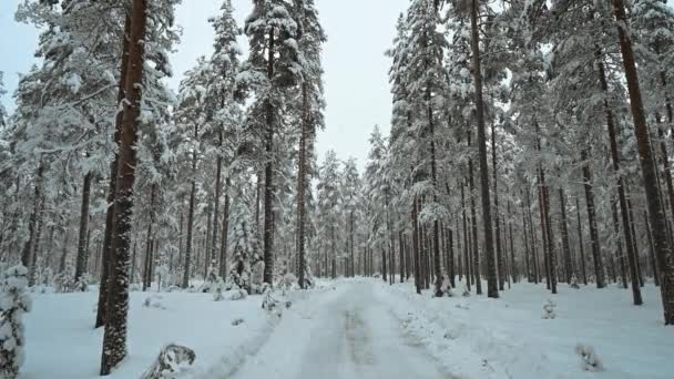 Wideo z opadami śniegu 4K w środku lasu otoczonego sosnami podczas świąt Bożego Narodzenia - Materiał filmowy, wideo