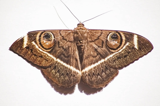 Cyligramma latona (Cyligramma latona) est un papillon nocturne de grande taille présent dans la plupart des régions d'Afrique. La fonction des yeux est de dissuader les prédateurs. - Photo, image