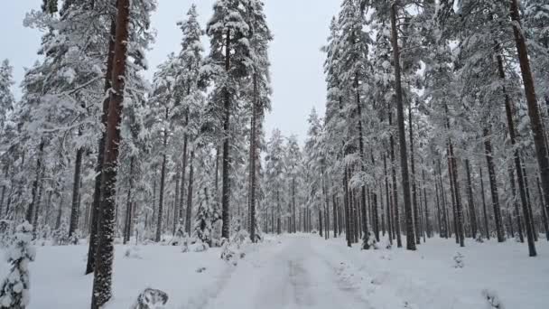 Een 4K langzame sneeuwval video in het midden van een bos omgeven door de pijnbomen tijdens de kerstvakantie - Video