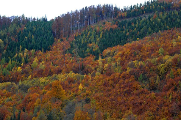 mérsékelt lomblevelű és vegyes erdők tűlevelűekkel és lombhullató fákkal - Fotó, kép