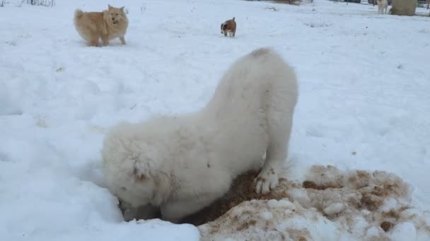 Маленький щенок Алабай вырыл яму в снегу. - Кадры, видео