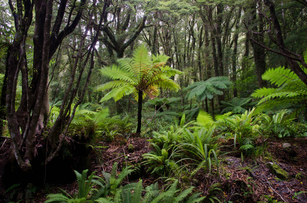 Eğreltiotlu yağmur ormanları. - Fotoğraf, Görsel