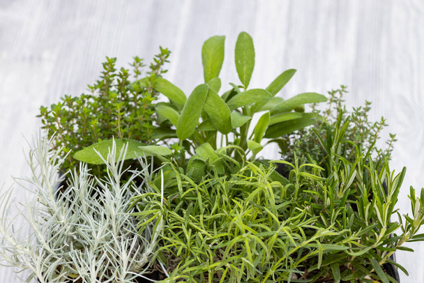 mix of herbs in a pot - rosemary, thyme, sage, Italian smil and marjoram - Photo, Image