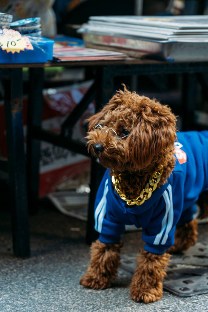 Передняя половина маленькой пушистой собачки в синем спортивном костюме, золотой цепи и очках, стоящей на поводке. - Фото, изображение