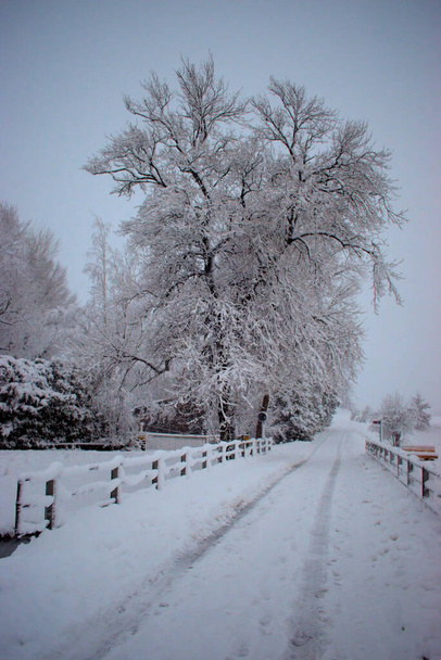 Krajina ve Vaduzu v Lichtenštejnsku mizí ve spoustě čerstvého sněhu 14.1.2021 - Fotografie, Obrázek