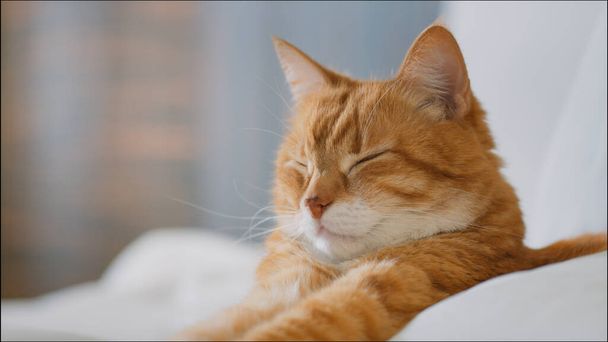 Спящая кошка в постели крупным планом - Фото, изображение