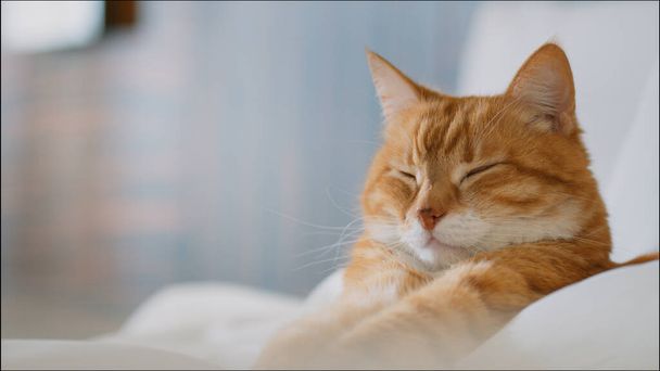 Śpiący czerwony kot w łóżku zbliżenie - Zdjęcie, obraz