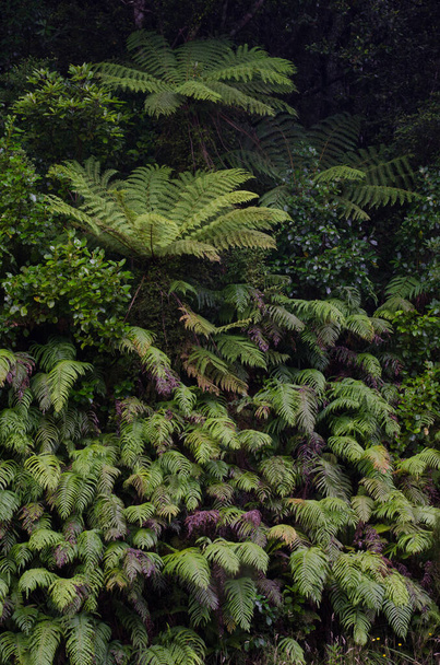 Wheki and palm-leaf ferns. - Photo, Image