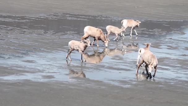 Bighorn πρόβατα στην άγρια φύση - Πλάνα, βίντεο